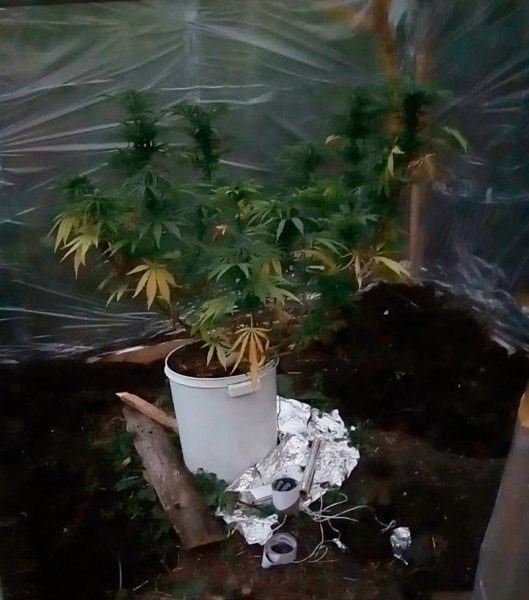 Белгород марихуана можно в украине выращивать коноплю